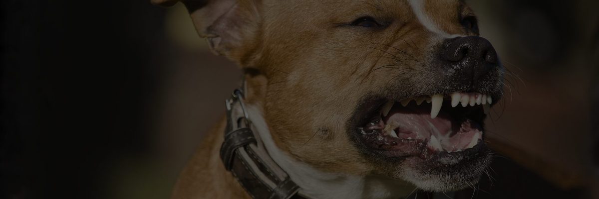 Dog Bites